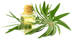 Tea Tree Oil